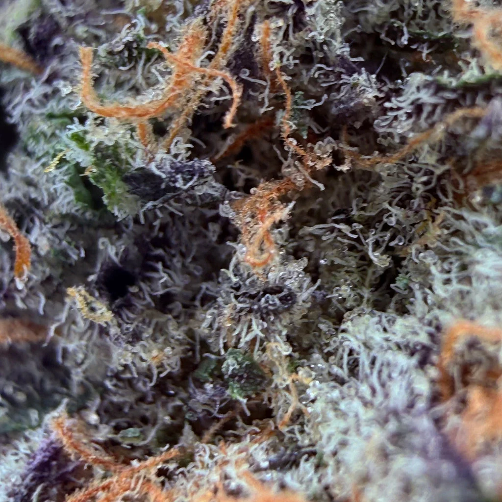 Trop Ozz – 28g