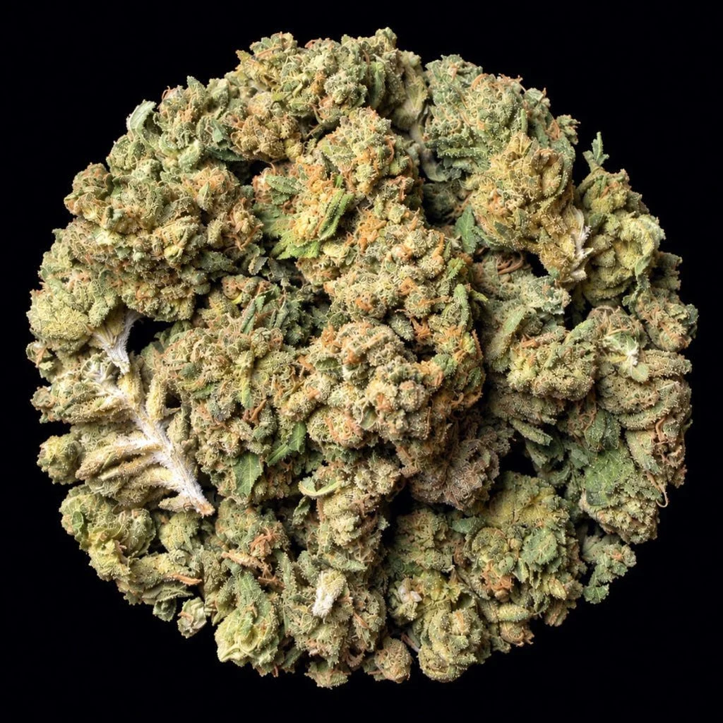 Black Magic flower