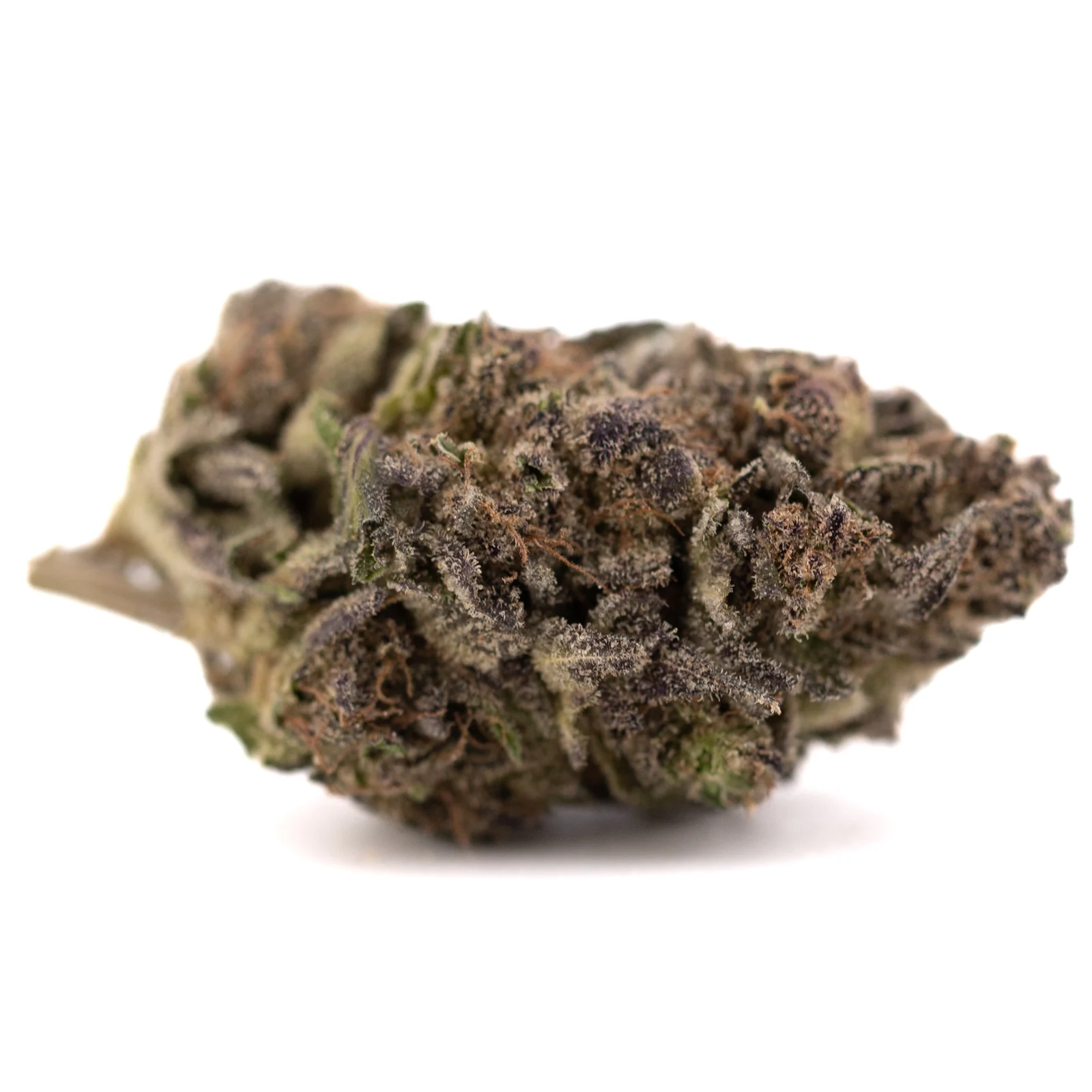 Purple Mountain Majesty flower