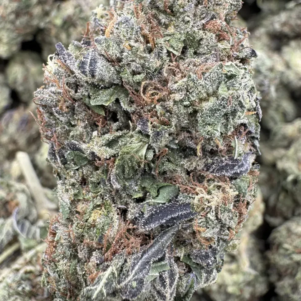 Grapefruit Sorbet, 25.75% THCa Flower – 28g