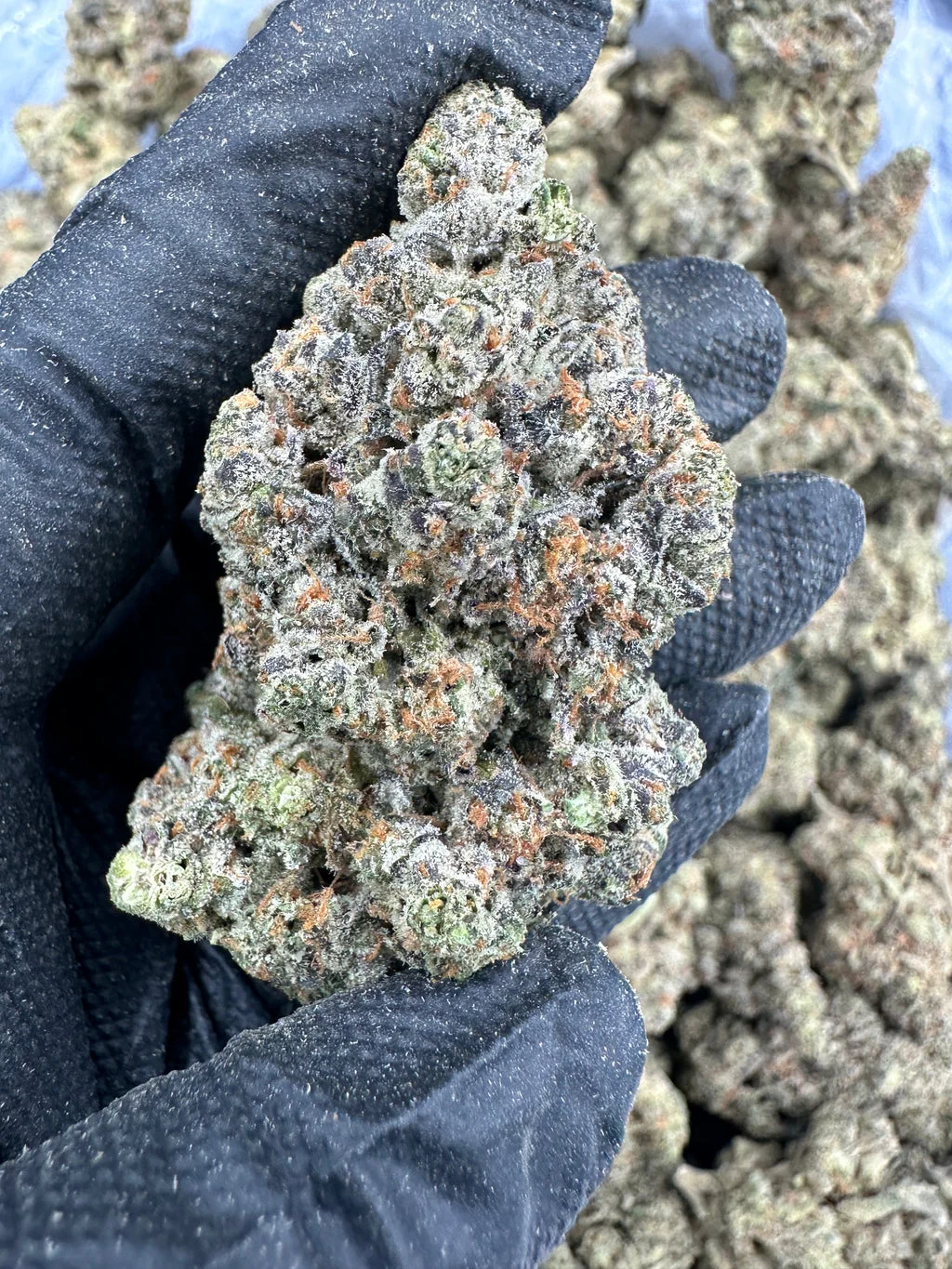 Georgia Pie flower