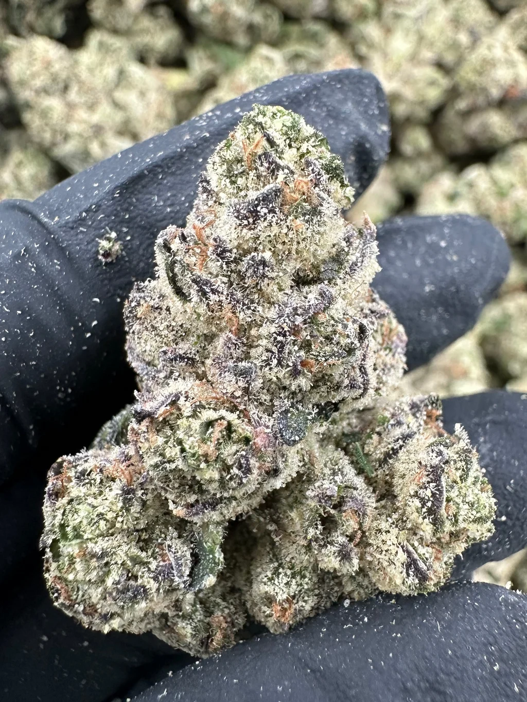 Blueberry THCA Flower (Exotic) – Ounce (28g)