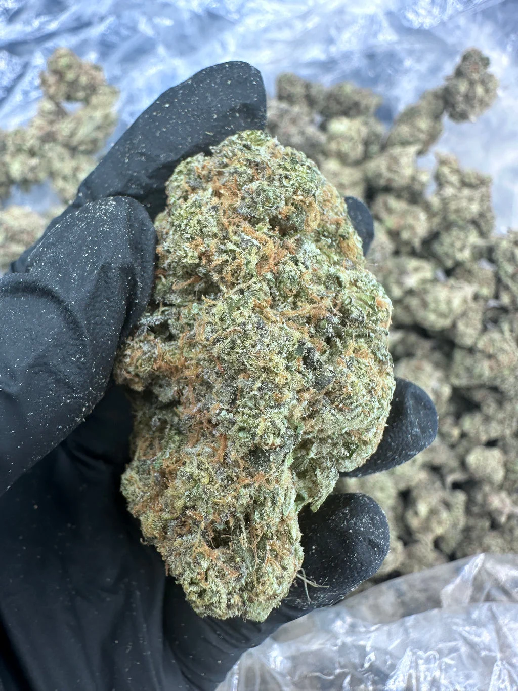 Biscotti THCA Flower (Premium) – Ounce (28g)