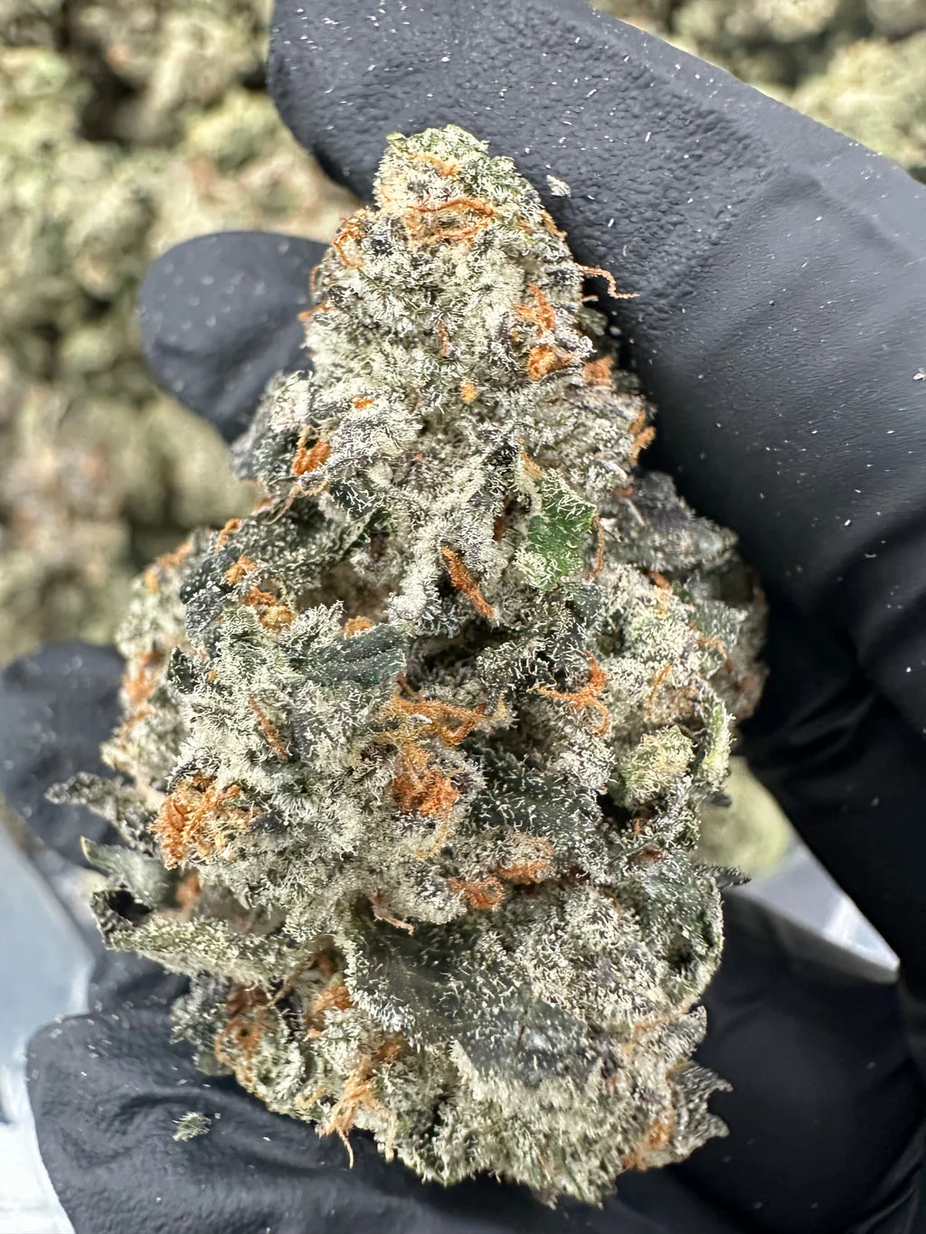 Bruce Banner THCA Flower (Premium) – 3.5g