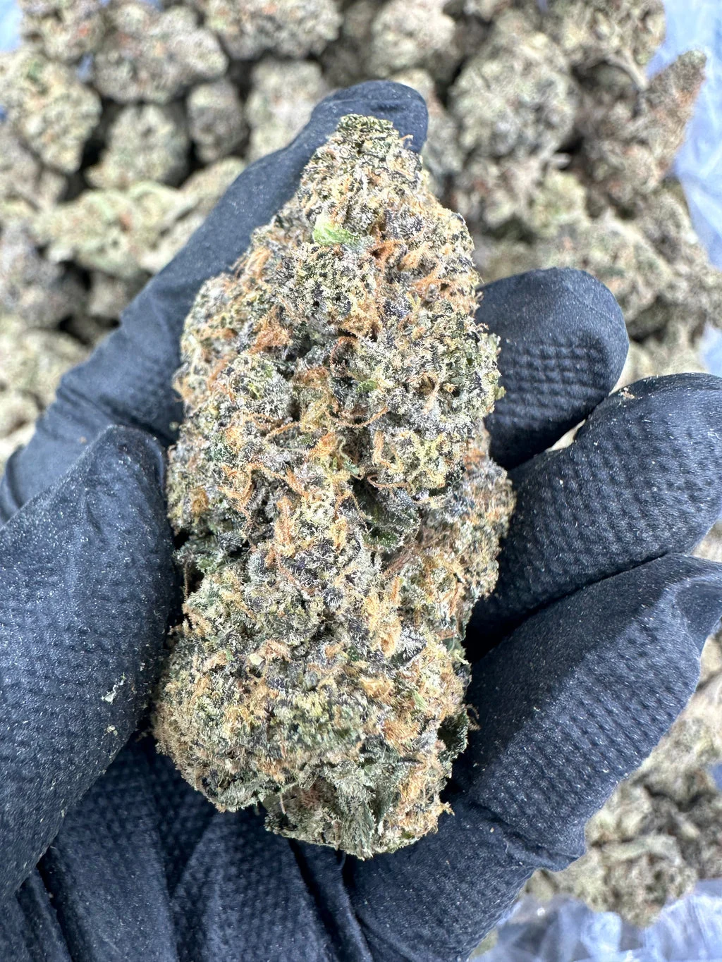 Lemon Cherry Gelato THCA Flower (Exotic) – Quarter (7g)