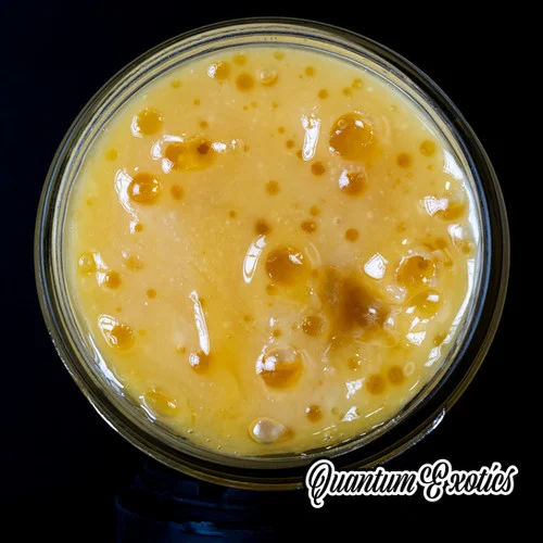 Papaya — Quantum Exotics