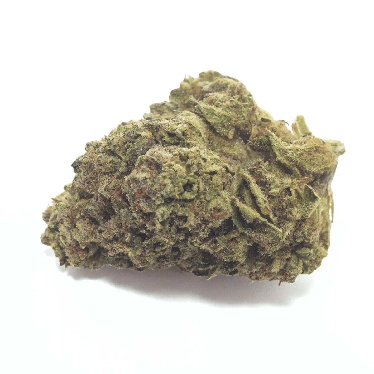 Dream Queen flower