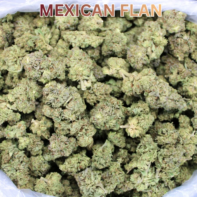 Mexican flower