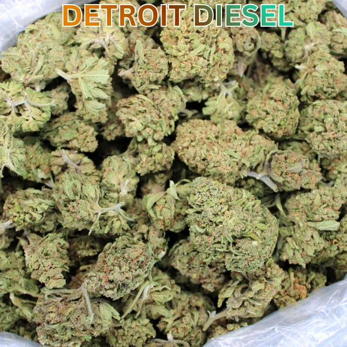 Cheap THCA Flower Ounce – Detroit Diesel (Sativa Hybrid) - Summer '26 Harvest