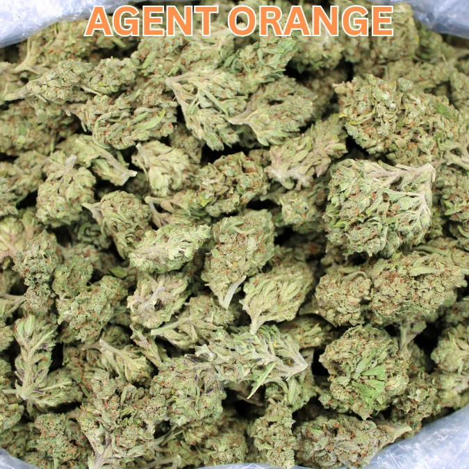 Cheap THCA Flower Ounce – Agent Orange (Sativa Hybrid) - Summer '26 Harvest